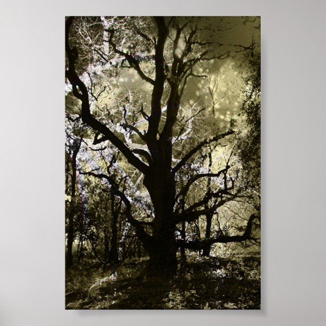 Poster Árvore assombrada (Frente)