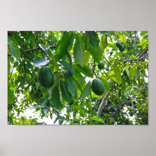Poster Árvore Avocado em um pomar na ilha do Havaí