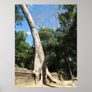 Pôster Árvore Banyan gigante ... Ta Prohm Temple, Camboj