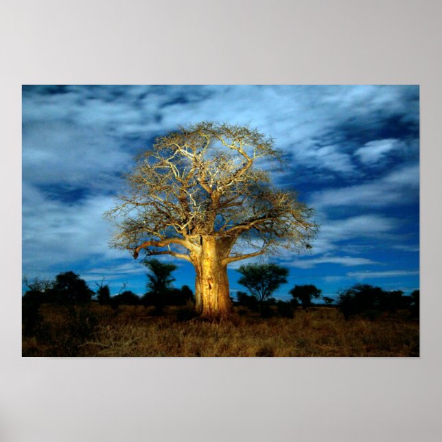 Poster Árvore Baobá (Adansonia) Iluminada Pelo Luar (Frente)