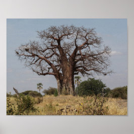 Poster Árvore Baobab Africana