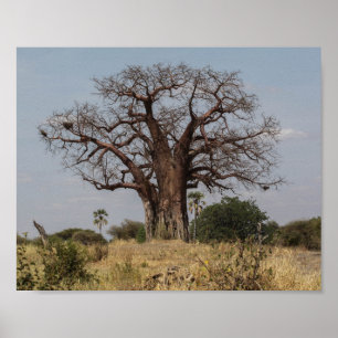 Poster Árvore Baobab Africana