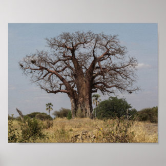 Poster Árvore Baobab Africana