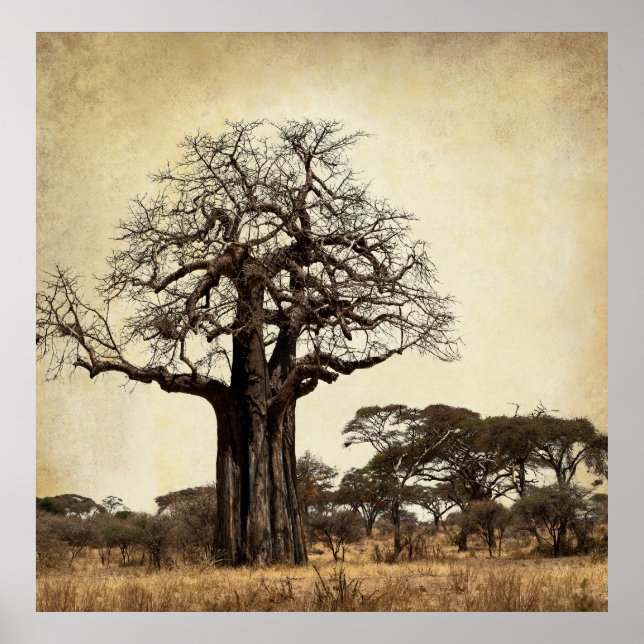 PÔSTER ÁRVORE BAOBAB MAJÉTICA DA ÁFRICA (Frente)