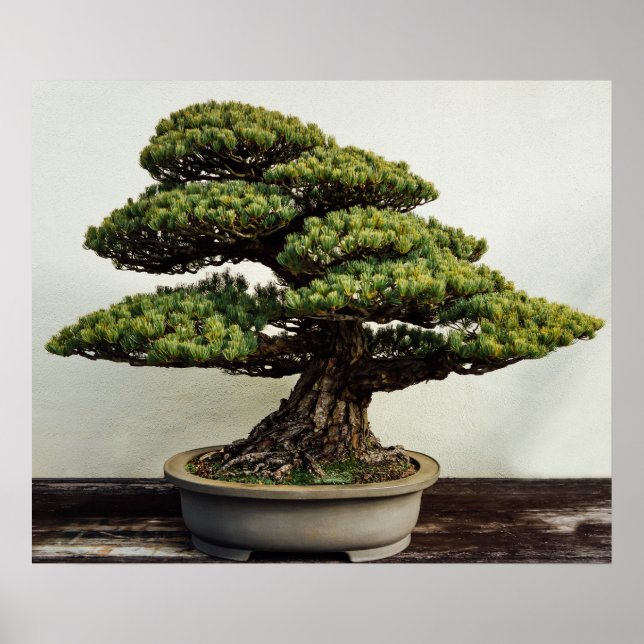 Poster Árvore Bonsai de pinheiro branco japonês (Frente)