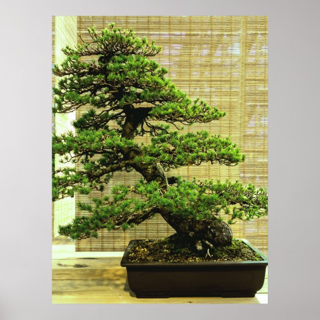 Poster Árvore Bonsai de pinheiro branco japonês (Frente)