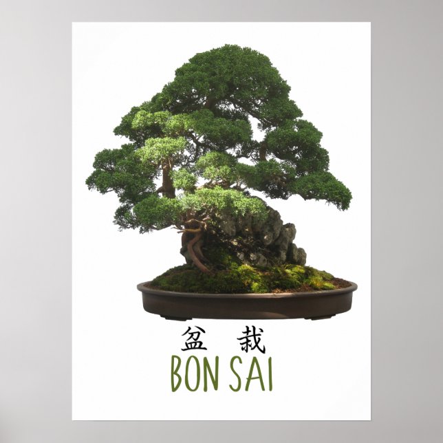 Poster Árvore Bonsai japonesa e símbolo (Frente)