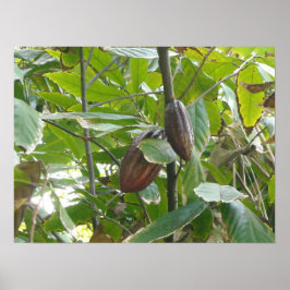Pôster Árvore Cacao