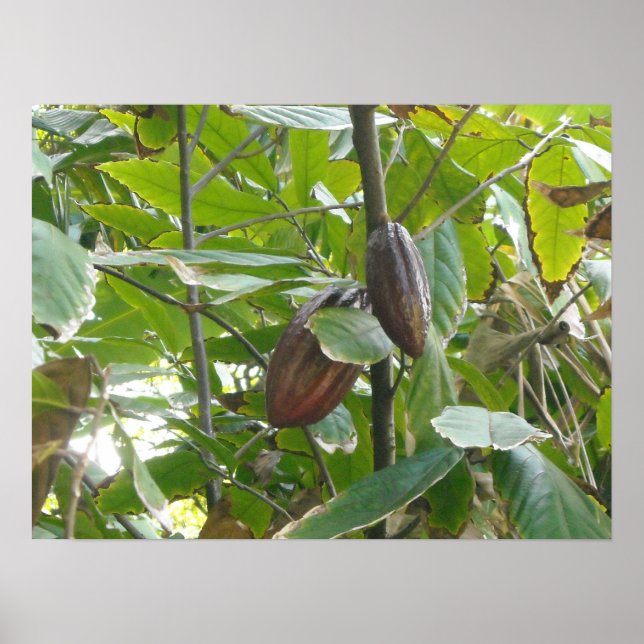 Pôster Árvore Cacao (Frente)