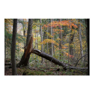 Pôster Árvore Caída Antiga Floresta de Outono Paisagem Na