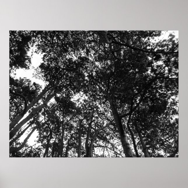 Pôster Árvore Canopy, Bute Park, Cardiff (Frente)