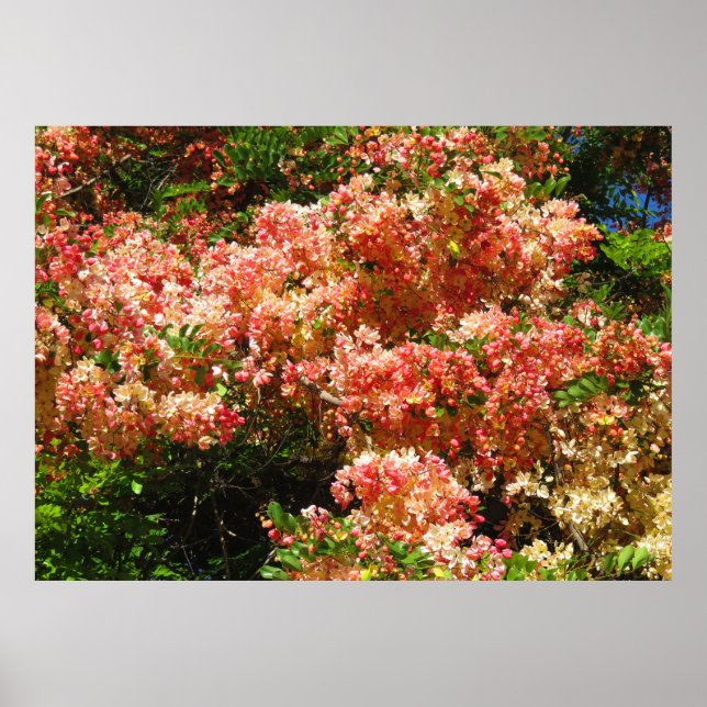 Pôster Árvore Chá arco-íris (Frente)