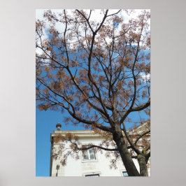 Poster Árvore Chinaberry em Lisboa
