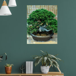 Poster Árvore Chinesa de Bonsai