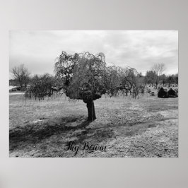 Poster Árvore choradora