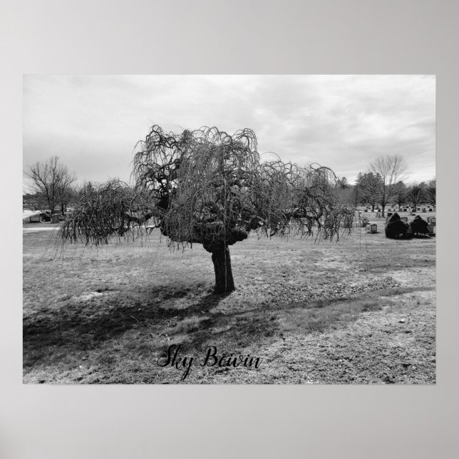 Poster Árvore choradora (Frente)