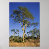 Árvore da Febre (Acacia Xanthophloea), Punda Maria