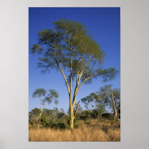 Pôster Árvore da Febre (Acacia Xanthophloea), Punda Maria