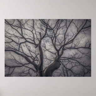 Poster Árvore da floresta paisagística ceiba, guayaquil,