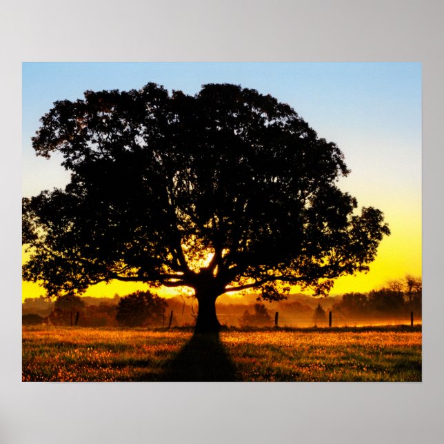 Pôster Árvore da Manhã (Frente)