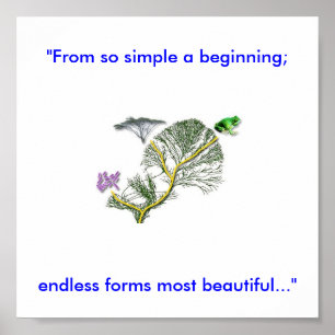 Pôster Árvore da Vida