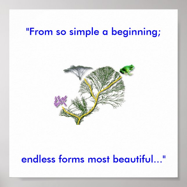 Pôster Árvore da Vida (Frente)