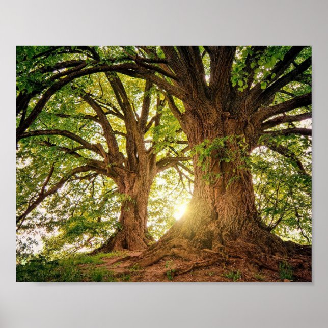 poster Arvore da Vida (Frente)