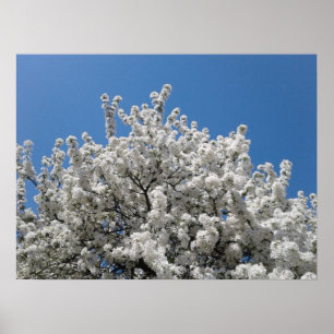 Poster Árvore de abacaxi de primavera Snow em Sangue