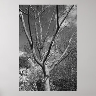 Pôster Árvore de Agronamento Sun