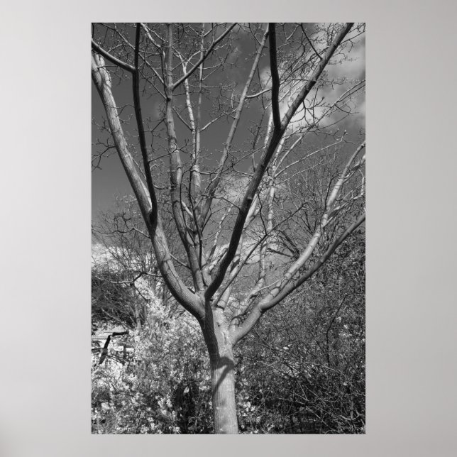 Pôster Árvore de Agronamento Sun (Frente)