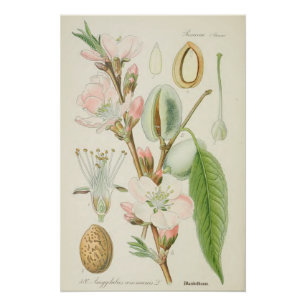 Pôster Árvore de amêndoa, Amygdalus communis,