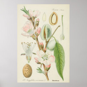 Pôster Árvore de amêndoa, Amygdalus communis,