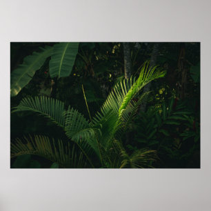 POSTER ÁRVORE DE BANANA VERDE DURANTE O DIA