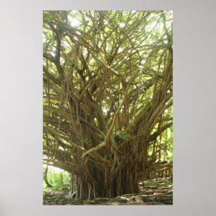 Pôster Árvore de Banyan