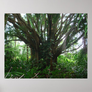 Pôster Árvore de Banyan