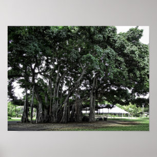 Poster Árvore de Banyan de Honolulu