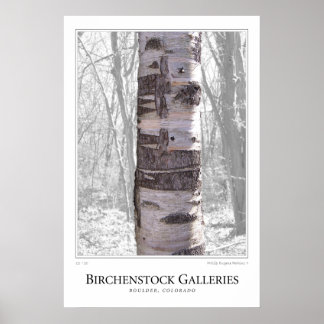 Poster Árvore de Birch