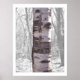 Pôster Árvore de Birch