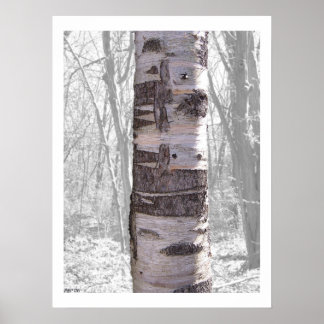 Pôster Árvore de Birch