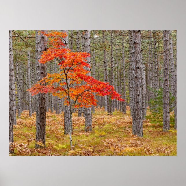Poster Árvore de bordo com cores de outono (Frente)