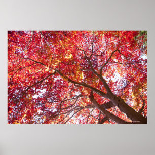 Poster Árvore de bordo vermelho
