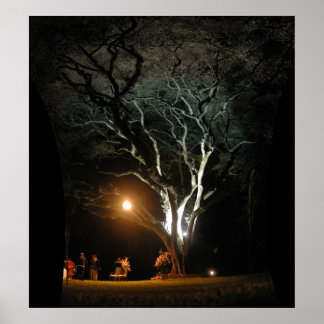 Poster Árvore de Carvalho
