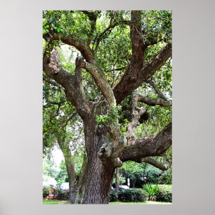 Poster Árvore De Carvalho No Park 7659 Jacksonville, Flór