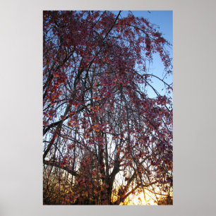 Poster Árvore de cereja chorando em Primavera