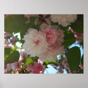 Pôster Árvore de cereja I Primavera Floral com duas flor