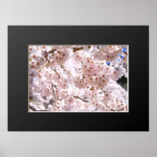 Poster Árvore de cerejeira chorona ("Nara Ichiban-Zakura"