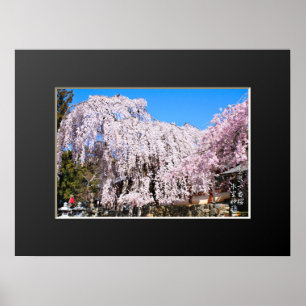 Poster Árvore de cerejeira chorona ("Nara Ichiban-Zakura"