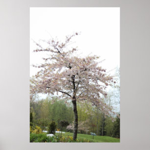Poster árvore de cerejeira em flor na chuva