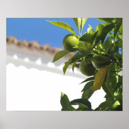 Poster Árvore de Citros com Fruta de Ripes