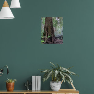 Poster Árvore de Coníferas de Floresta Gigante Fotográfic
